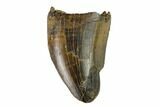 Tyrannosaur Tooth - Judith River Formation #133483-1